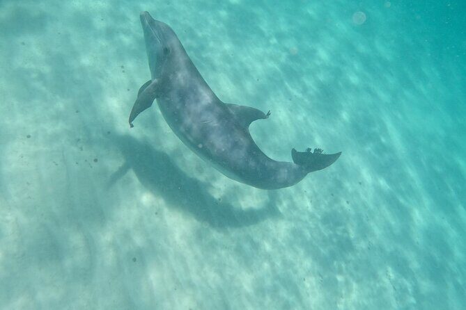 3 Hour Dolphin Tour and Snorkeling in Shell Island - The Value of a Private Tour