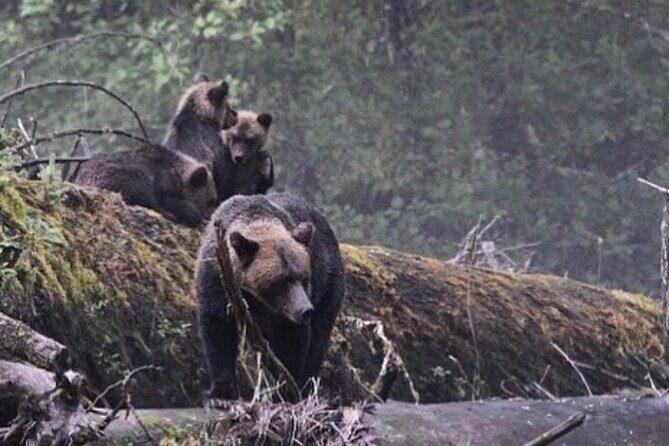 4hr Custom Private Tour of Ketchikan (14 People) Wildlife + More - Detailed Breakdown of the Tour Experience