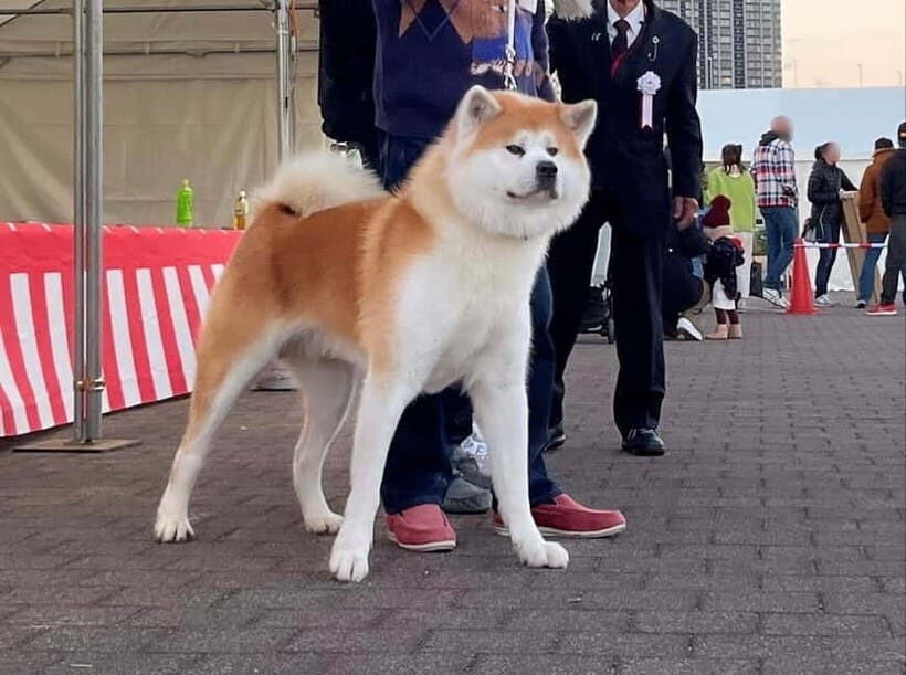 Akita: AKITA DOG DAY! A day tour by public transport - Exploring Akitas history and culture