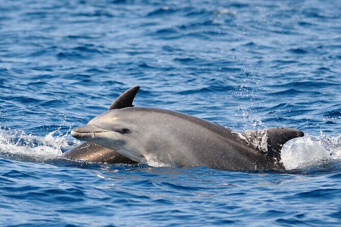 Anna Maria Island Dolphin Sightseeing Adventure - The Bottom Line: Who Will Love This Tour?