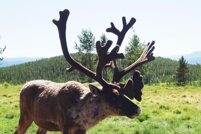 Arctic Day: Yukon Wildlife & Hot Springs Tour | half day - An Honest Breakdown of the Tour