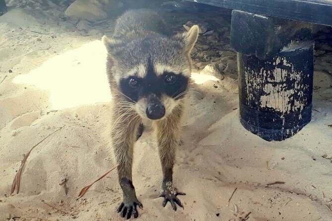 Cozumel National Park and Beach Break: Private Tour - The Value of a Private Cozumel Experience