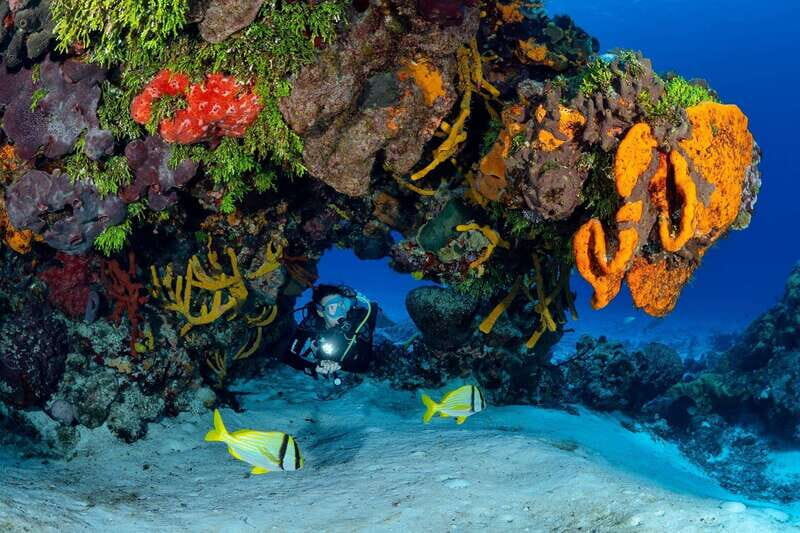 Cozumel: South Marine Park & Cozumel Reef Scuba Diving Tour - Authentic Experiences and Real-World Feedback