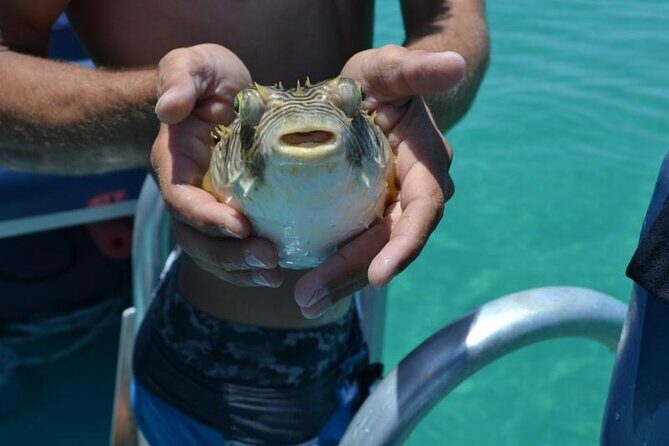 Dolphin and Snorkeling Activity in Panama City Florida - Practical Details and Logistics