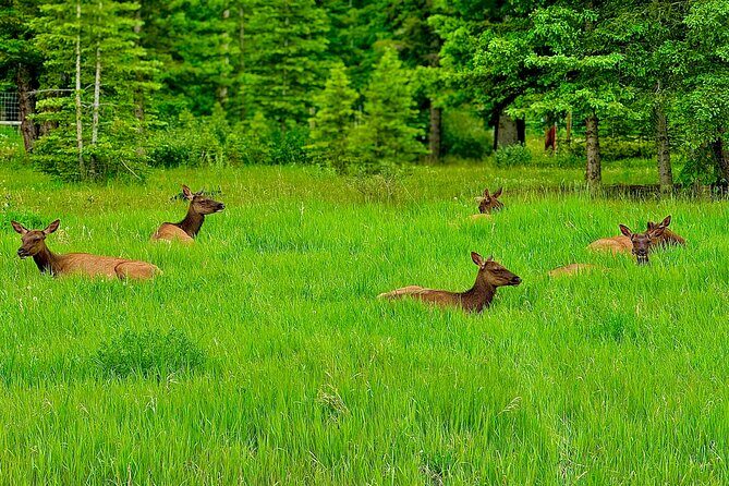 Evening Private Tour Best of Banff Wildlife - Is This Tour Right for You?