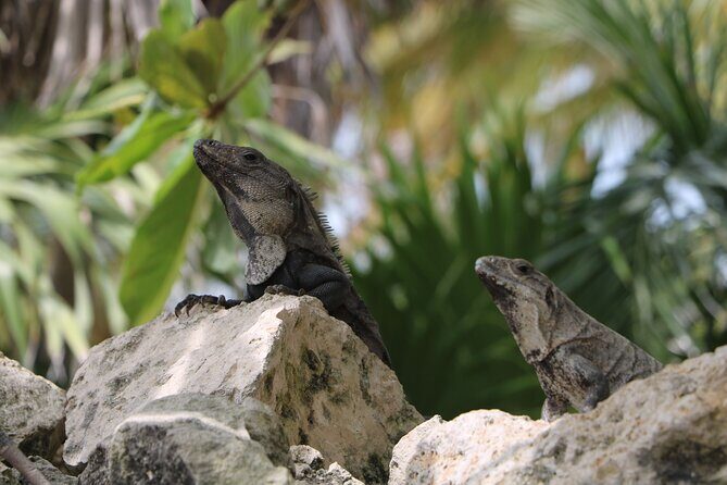 Full Day Guided Tour to Sian Ka'an (short way) - Who Should Consider This Tour?
