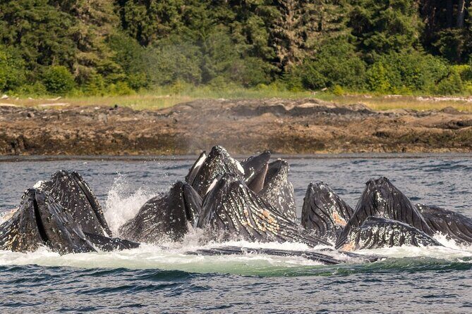 Ketchikan Ultimate Whale Watching, Wildlife, & Wilderness Dining - Authenticity and Expert Guidance