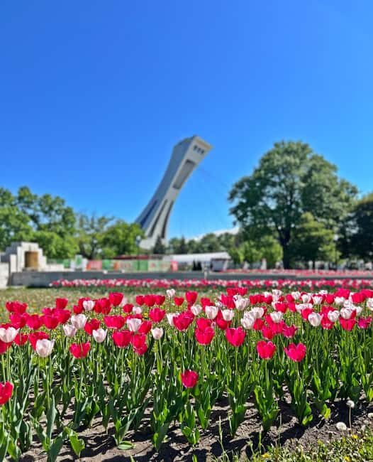 Montreal: Walking Tour 2h Downtown, RESO and Old Montreal - Who Is This Tour Best For?