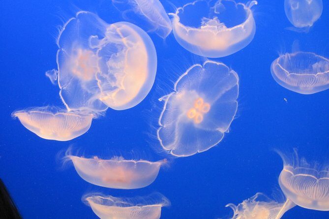 Private-VIP- Vancouver City Tour, SUV - Why Choose a Private SUV Tour in Vancouver?