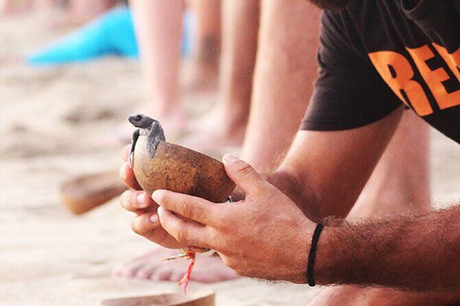 Release of Sea Turtles at Sunset - Why This Tour Matters for Travelers