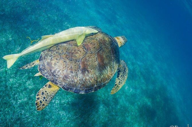 Snorkel boat tour in search of turtles - The Bottom Line