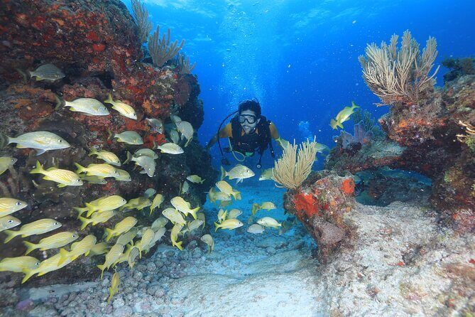 Two Tanks Scuba Diving for Beginners in Cancun - Why This Tour Offers Great Value