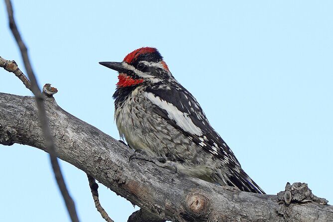 Uinta Mountains Birding and Nature Expedition - Final Thoughts: Who Will Love This Tour?