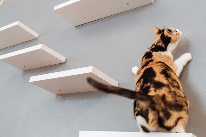 Visit the Rescued Cats of Cat Therapy - The Sum Up