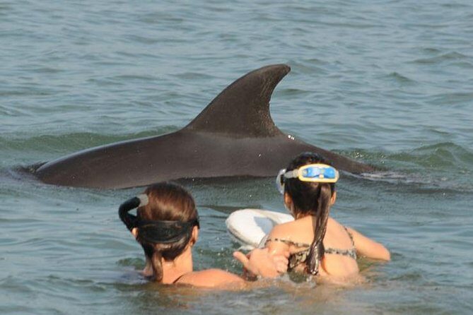 Watch and Swim with Dolphins in the Wild - Authentic Encounters: What the Reviews Say