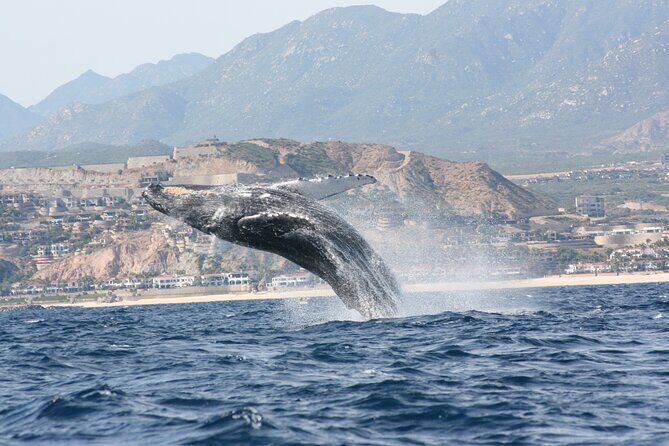 Whale Watching Group Tour in San Jose del Cabo - The Itinerary: What You Can Expect