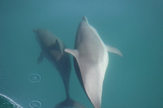 Wild Dolphin Encounter in Puerto Vallarta - Detailed Tour Breakdown