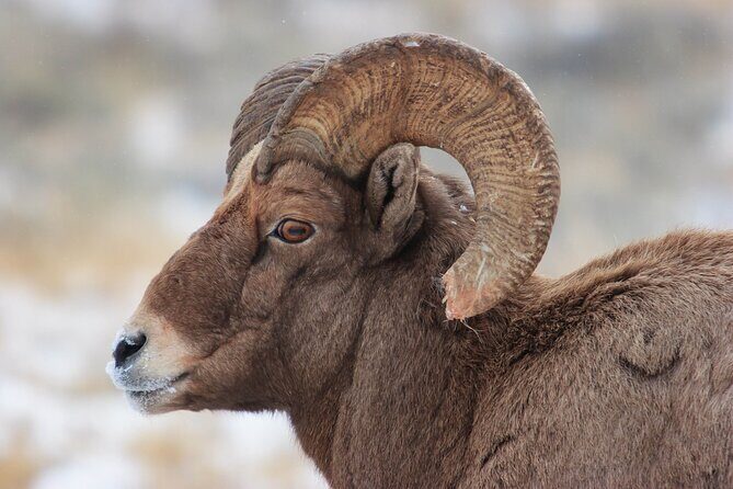 Yellowstone Winter Wildlife Safari From Paradise Valley - FAQ