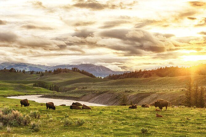 Yellowstone's Lamar Valley & Picnic With Wildlife Guide - Authenticity and Authentic Experiences