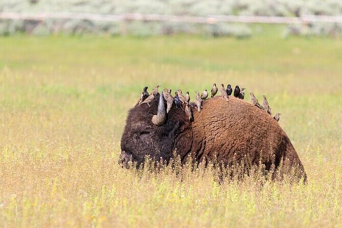 Yellowstone's Lamar Valley Wildlife Safari from Paradise Valley - The Experience: Practical and Personal